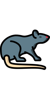 Rat